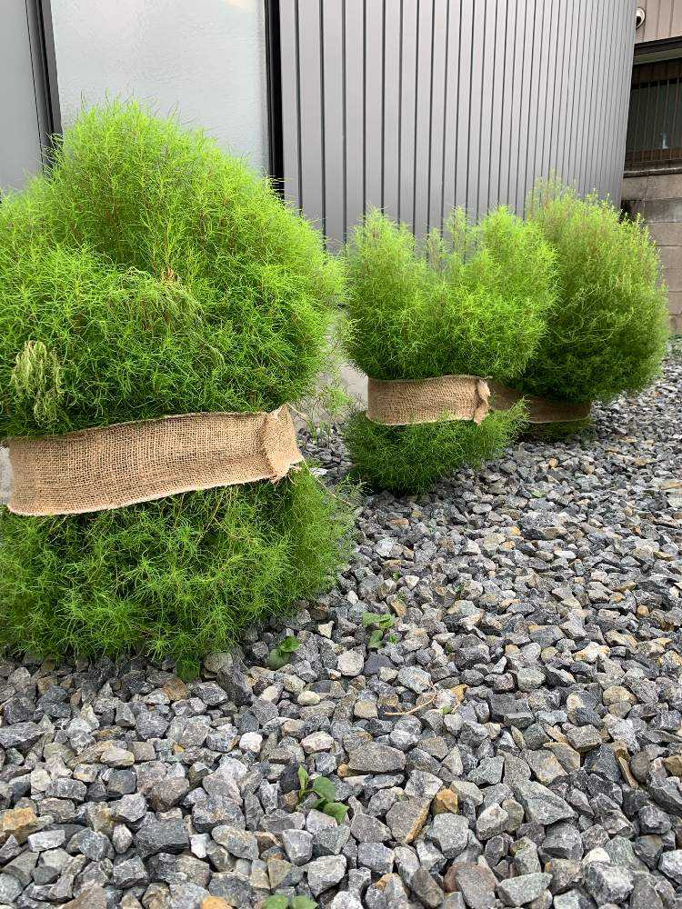 コキア成長記録 Greensnap グリーンスナップ