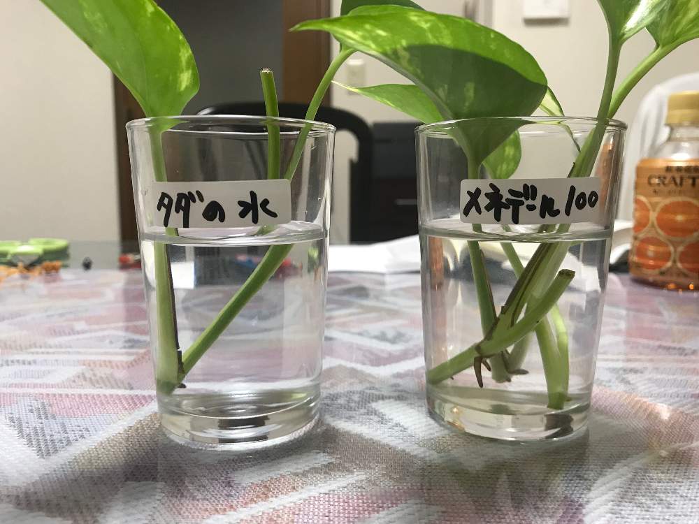 ポトス水栽培６日目 Greensnap グリーンスナップ