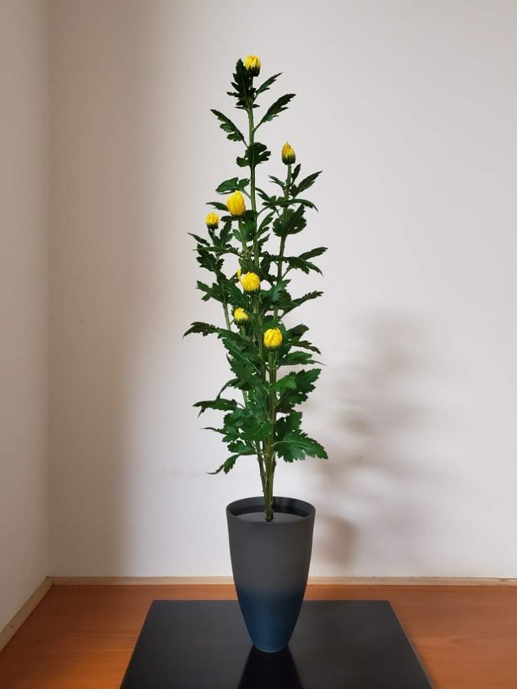 キクの投稿画像 By ポンポンさん 生花正風体と生花一種生と池坊といけばなと花のある暮らしと生花正風体と生花一種生と池坊といけばなと花のある暮らし 19月8月24日 Greensnap グリーンスナップ Greensnap グリーンスナップ