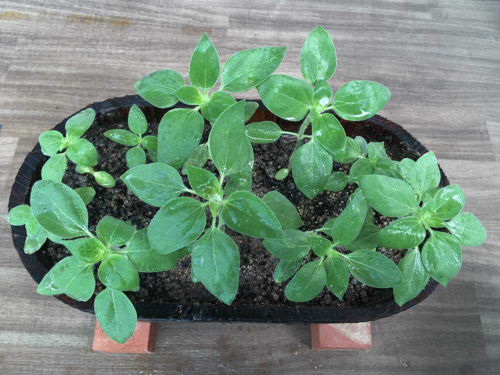 サンリッチひまわり栽培記録2 Greensnap グリーンスナップ サンリッチひまわり栽培記録2 Greensnap グリーンスナップ