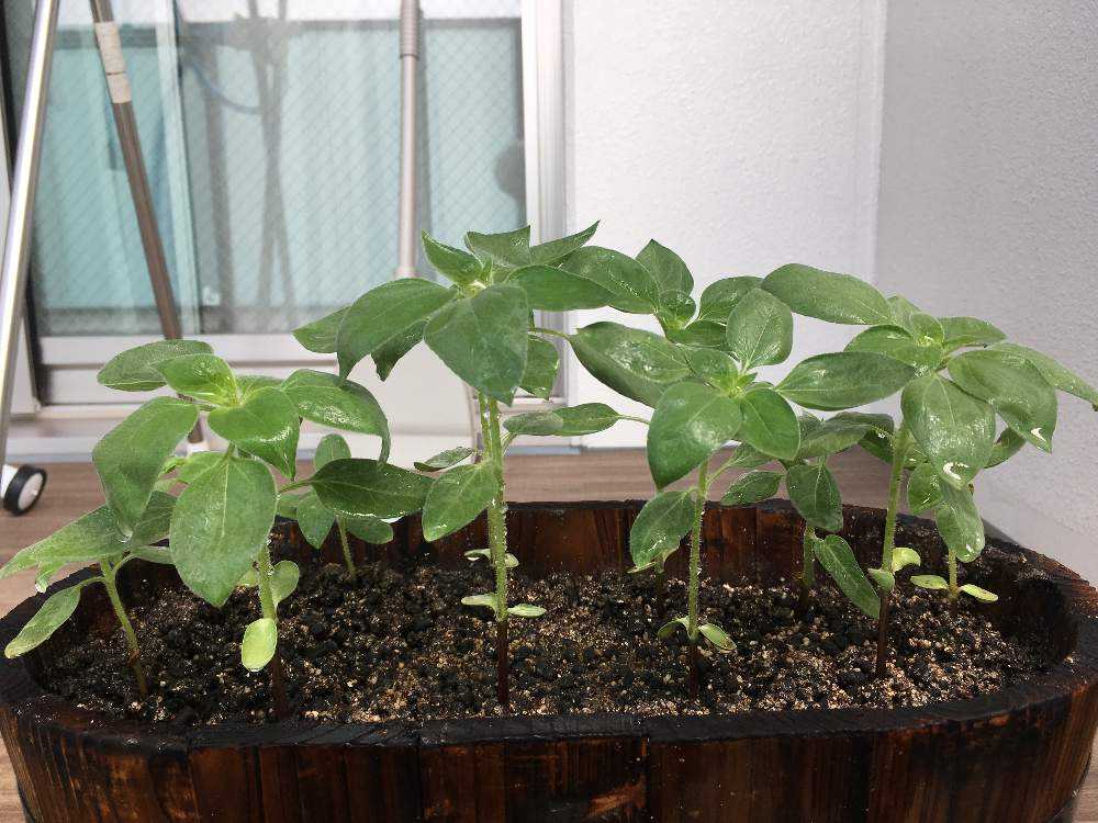 サンリッチひまわり栽培記録2 Greensnap グリーンスナップ サンリッチひまわり栽培記録2 Greensnap グリーンスナップ