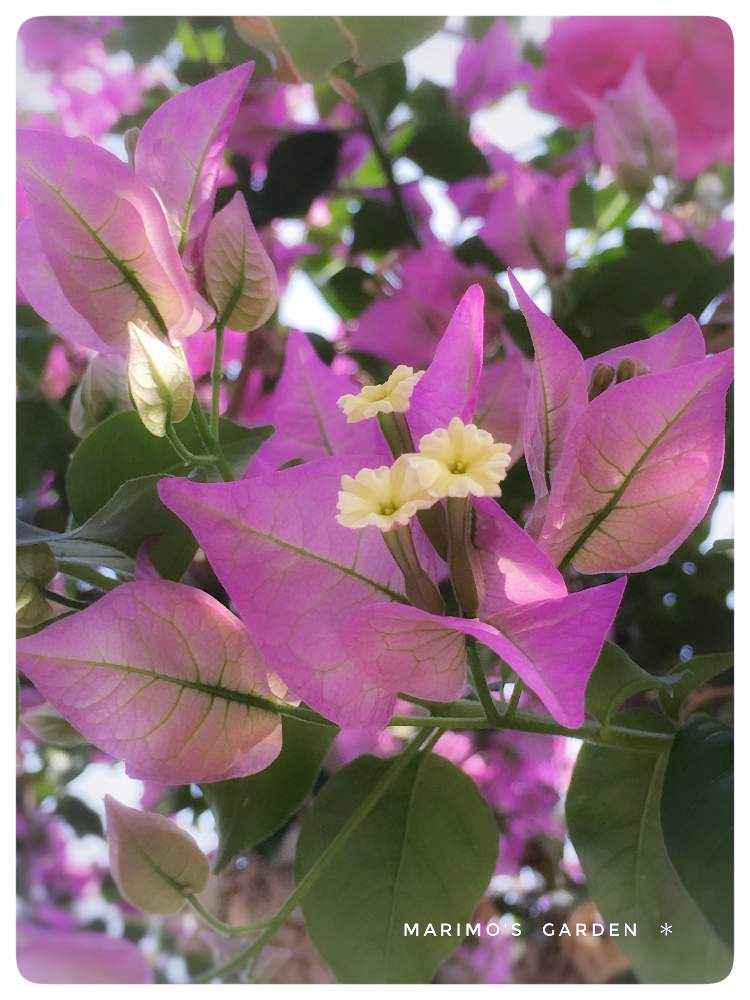 ブーゲンビリアの投稿画像 By マリモさん ピンクの花と木漏れ日と今日の一枚と今日のお花と癒し空間と花のある暮らし 19月8月24日 Greensnap グリーンスナップ