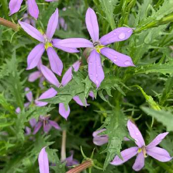 星型の花が咲くの投稿画像一覧 Greensnap グリーンスナップ