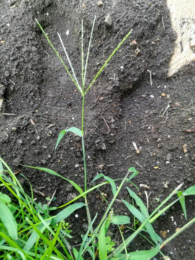 メヒシバの投稿画像 By たつみさん 畑とイネ科とイネ科 19月8月25日 Greensnap グリーンスナップ Greensnap グリーンスナップ