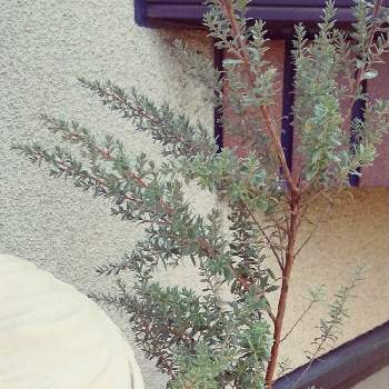 レプトスペルマム ホワイトティーツリーの画像 by みゆきimnida.さん | 玄関とレプトスペルマム ホワイトティーツリーと花のある暮らし