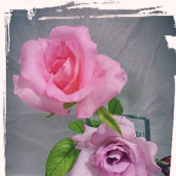 ティファニー薔薇の画像 by ティンクルさん | ティファニー薔薇とお花大好きと薔薇・ブルームーンと花のある暮らしと薔薇♪とばら 薔薇 バラと薔薇の花