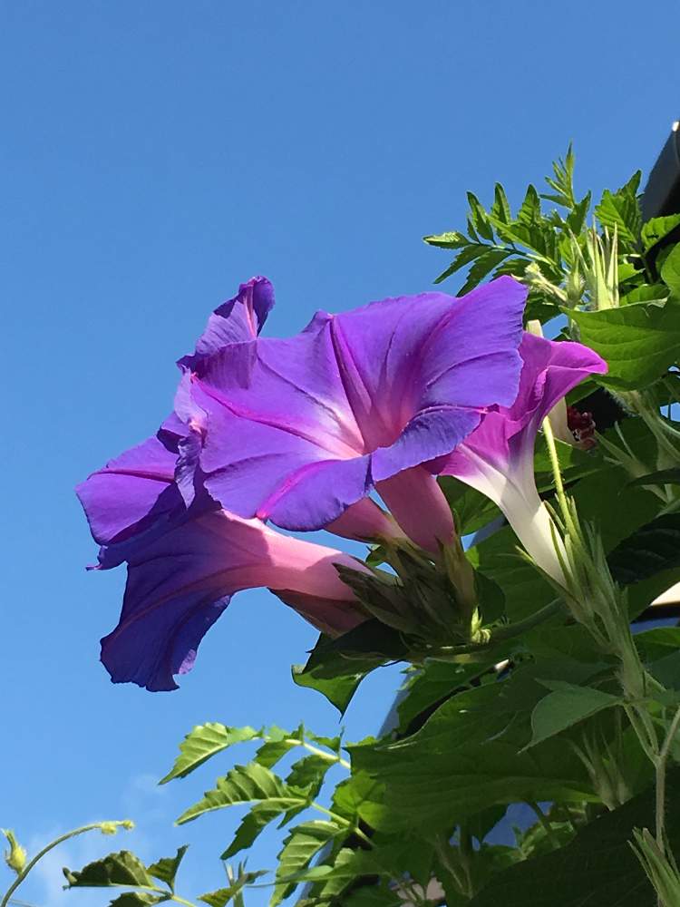 花のある暮らしの投稿画像 By たえポンさん 琉球朝顔 と青空が似合うと青空とコラボ 19月8月25日 Greensnap グリーンスナップ