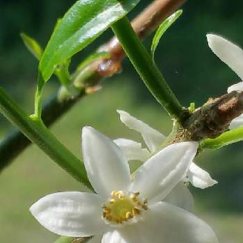 金柑の花の投稿画像一覧 Greensnap グリーンスナップ