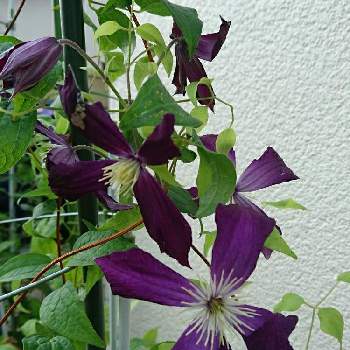 クレマチス ミケリテ の投稿画像一覧 Greensnap グリーンスナップ