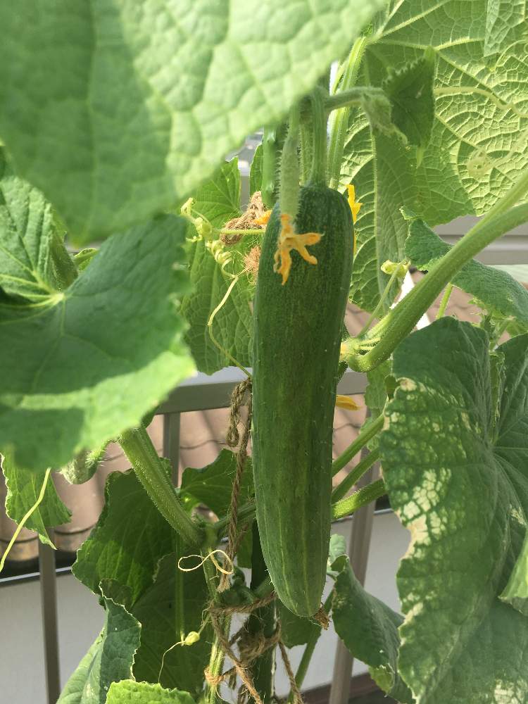 屋上の投稿画像 By まぁにゃさん 自家栽培のきゅうりときゅうり栽培と家庭菜園と家庭菜園初心者と家庭菜園奮闘日記 19月8月25日 Greensnap グリーンスナップ