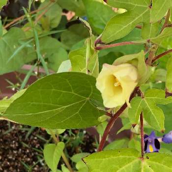 白い綿の投稿画像一覧 Greensnap グリーンスナップ