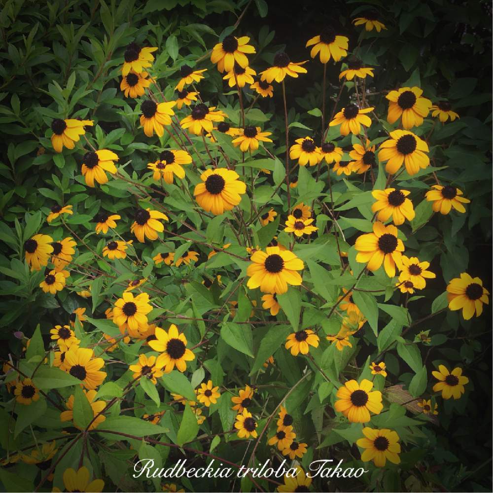ルドベキア タカオの投稿画像 By せーらさん 8月の花と散策とガーデニングときいろいお花と花のある暮らし 19月8月25日 Greensnap グリーンスナップ