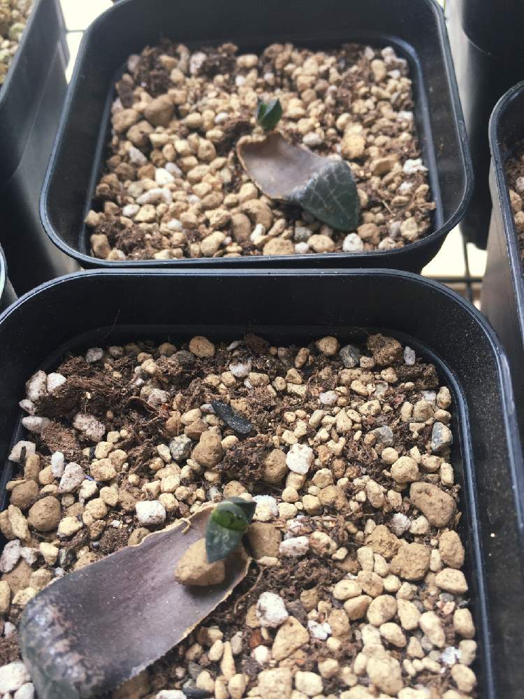 ハオルチア属の投稿画像 By サチさん おおきくなぁ れと多肉女子と葉挿し初心者とタニラーとコレクタ氷河とバルコニー ベランダとハオルチア 属とおおきくなぁ れと多肉女子と葉挿し初心者とタニラー 19月8月25日 Greensnap グリーンスナップ Greensnap