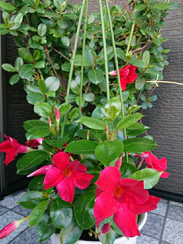 サンパラソルの投稿画像 By ユキさん 花に支えられてと思い出の花と変わらぬ愛と思い出と花に託してと花のある暮らし 19月8月25日 Greensnap グリーンスナップ