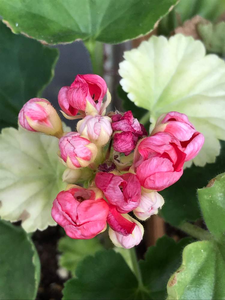 チューリップ咲きゼラニウム の投稿画像 By まるぞう さん One For All All For Oneとかわいい お花 とまるぞう の図鑑とバラと夢clubと相談と癒し と花のある暮らしといいね コメントいつもありがとうございます と植物は友だちとベランダー