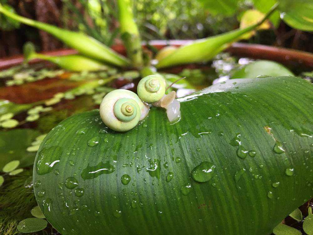 小さな生き物たちとの遭遇 Greensnap グリーンスナップ