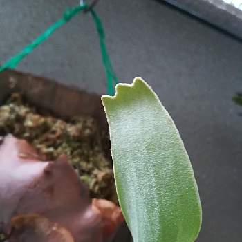 コウモリランネザランズの投稿画像一覧 Greensnap グリーンスナップ