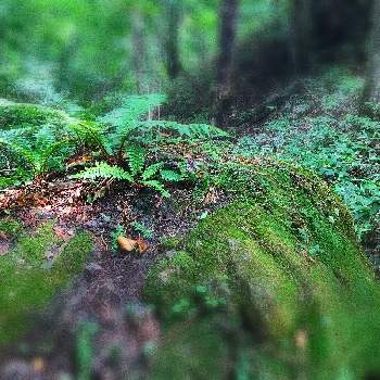 山の苔の投稿画像一覧 Greensnap グリーンスナップ