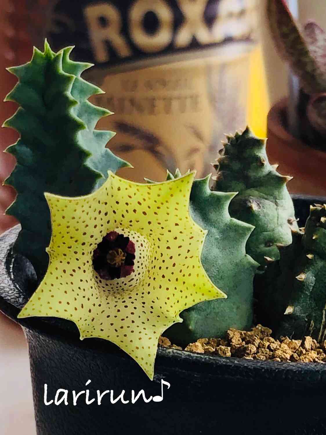 多肉植物　ガガイモ　フェルニア　抜き苗 多肉植物 ガガイモ フェルニア 抜き苗