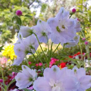夏咲きの画像 by ジジさん | お出かけ先とデルフィニウムと水色と夏咲きと癒しときれいな色と爽やかと透明感とかわいい