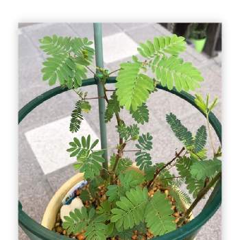 オジギソウの投稿画像一覧 Greensnap グリーンスナップ