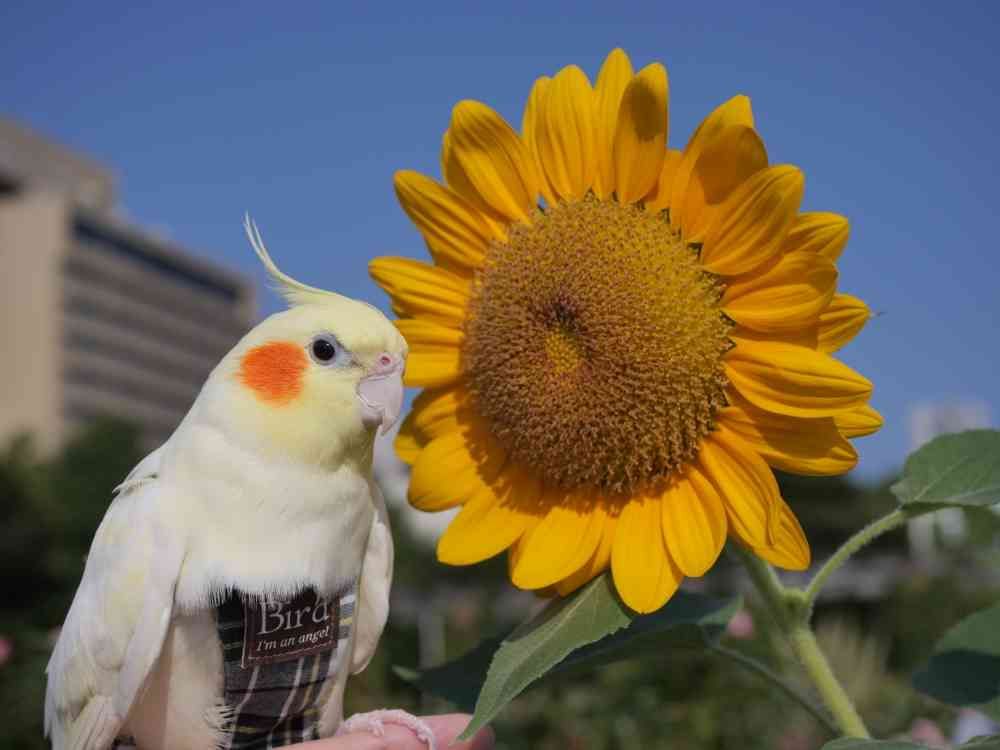 ゆず花さんの山下公園への投稿