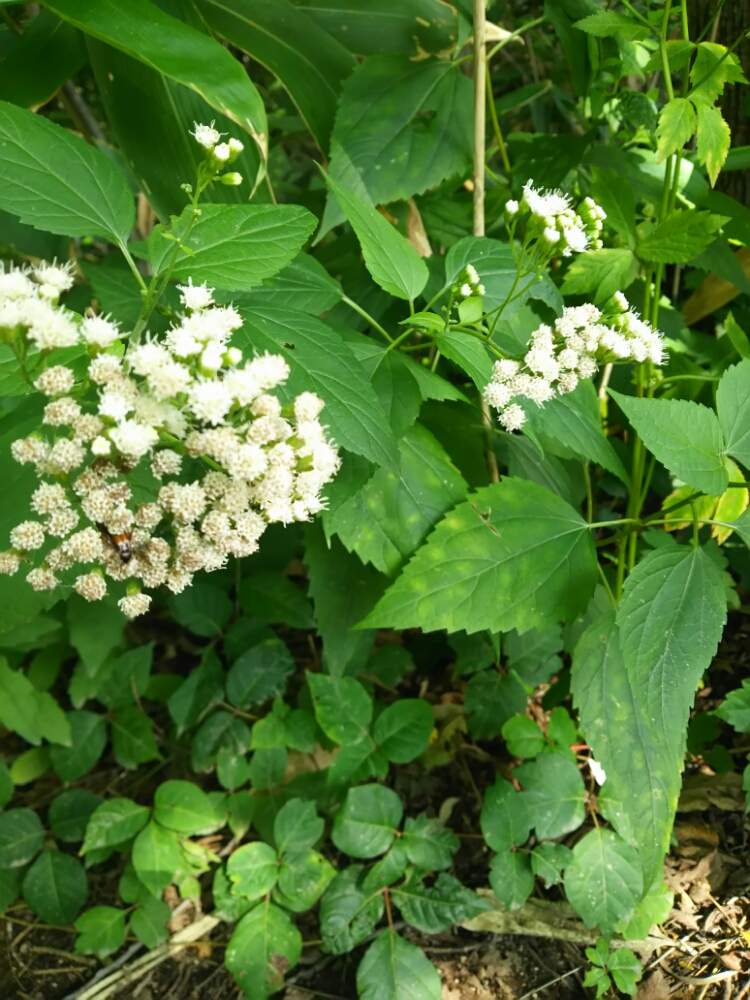 マルバフジバカマの投稿画像 By まるしげさん 丸葉藤袴とお出かけ先と山野草と小さな緑園地と北海道の花と北海道と札幌と山野草と小さな緑園地と北海道の花と北海道と札幌 19月8月26日 Greensnap グリーンスナップ Greensnap グリーンスナップ