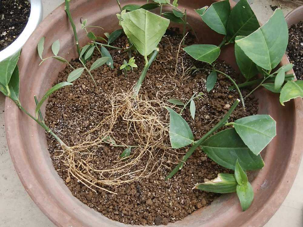 レモンの挿し木 Greensnap グリーンスナップ