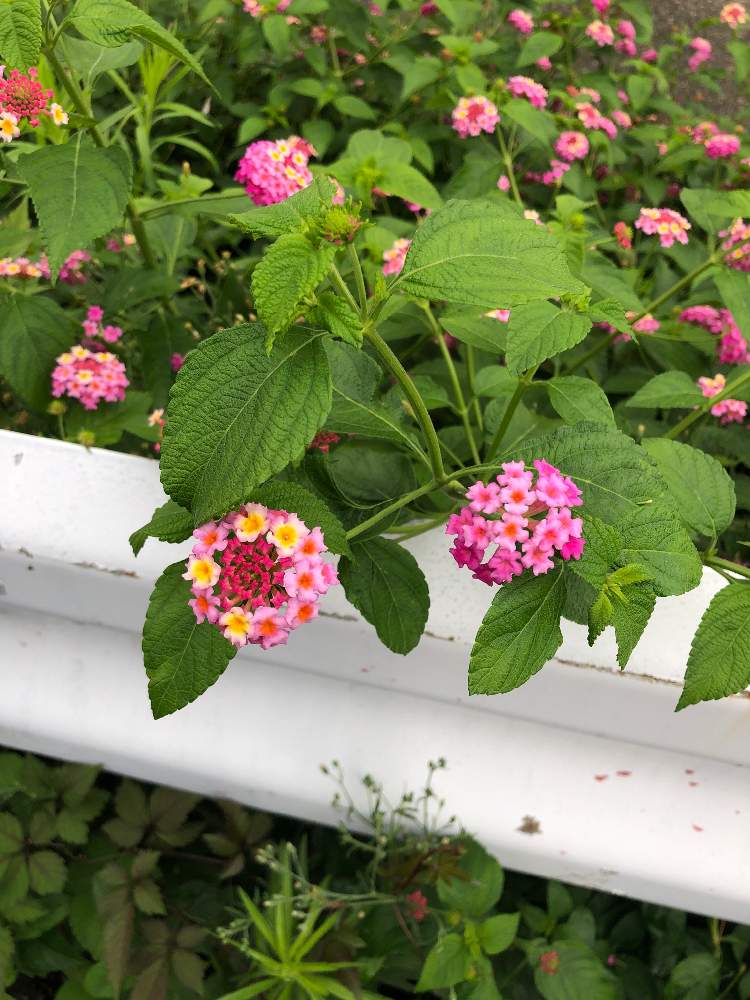 ランタナの投稿画像 By やまひろさん 19月8月26日 Greensnap グリーンスナップ