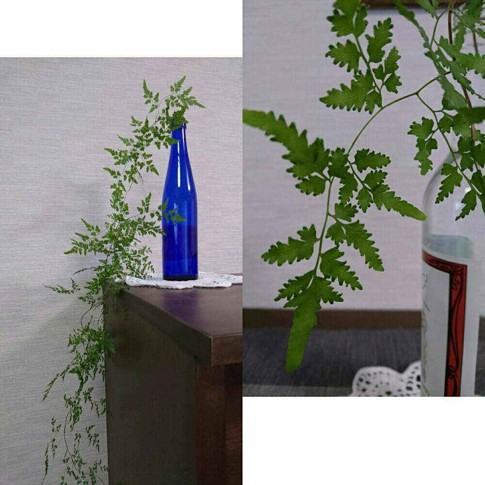 シダ植物の投稿画像 By Yasuchanさん 花のある暮らしとカニクサ 19月8月26日 Greensnap グリーンスナップ