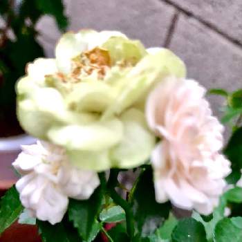 四季咲きミニ薔薇の画像 by まちすけさん | 小さな庭とミニバラ・グリーンアイスとミニバラ鉢植えと鉢/プランター専門と半日陰と四季咲きミニ薔薇とお迎え❤︎と花のある暮らし