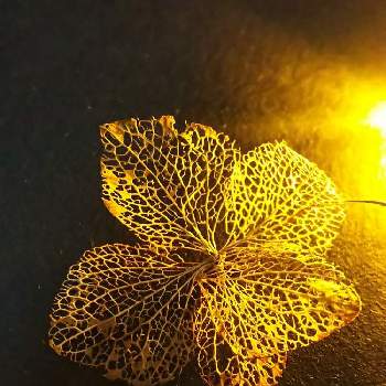 花脈の投稿画像一覧 Greensnap グリーンスナップ