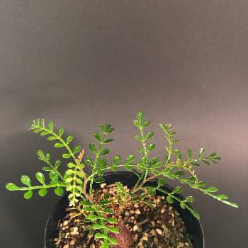 パキプス根ざしの投稿画像一覧 Greensnap グリーンスナップ