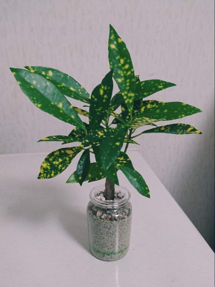 クロトンゴールドスターの投稿画像 By アタるんさん 初心者 19月8月26日 Greensnap グリーンスナップ