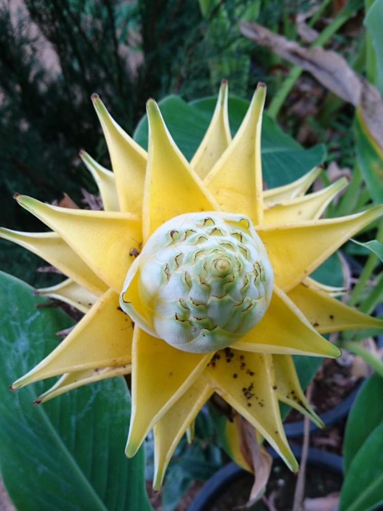 チユウキンレンの投稿画像 By ぴよさん 珍しいと花のある暮らしと珍しい花と鉢栽培 19月8月26日 Greensnap グリーンスナップ