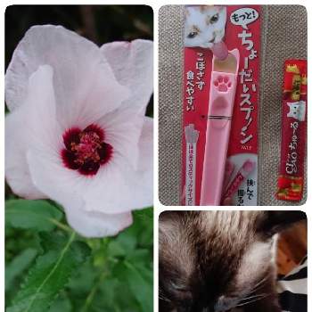 猫雑貨の画像 by syamunekoさん | 小さな庭とヤノネボンテンカ (タカサゴフヨウ)と我が家のニャンコとお花大好き♡とニャンコ^._.^と猫雑貨と白の花と花のある暮らしとあーちゃんとsyamuのﾔﾏﾈﾎﾞﾝﾃﾞｶ