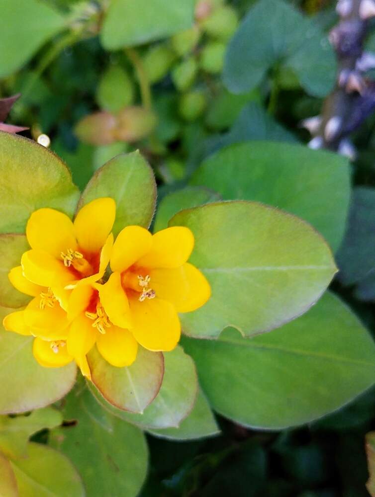 リシマキアイエローの投稿画像 By ゆめ さん 夏に出会う元気な花と公園と黄色 オレンジ ビタミンカラーと名前のわからない花と癒されますと花のある暮らし 19月8月27日 Greensnap グリーンスナップ