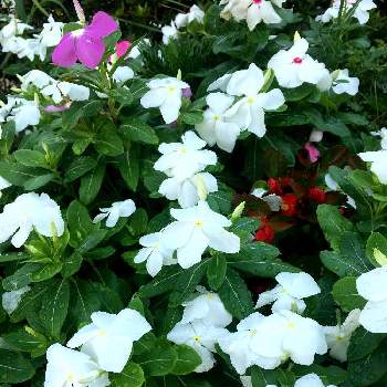 綺麗な色合い♡の画像 by ラ♡ミントさん | 小さな庭とニチニチソウと綺麗な色合い♡と1日の始まりと真っ白✨と輝いてる✨と花のある暮らしとGREEN UP!
