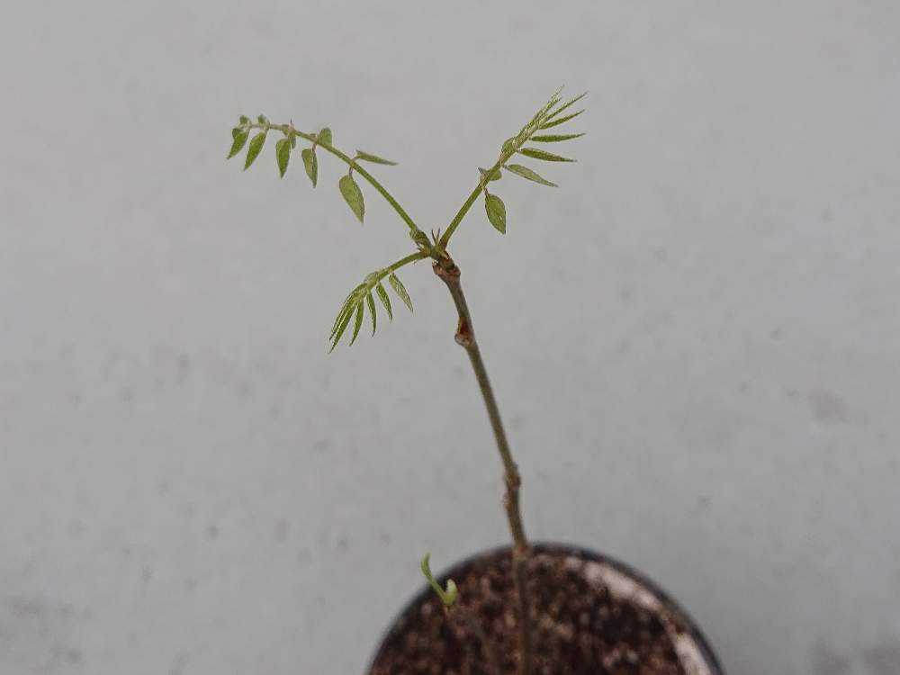 藤 種から育て中 Greensnap グリーンスナップ