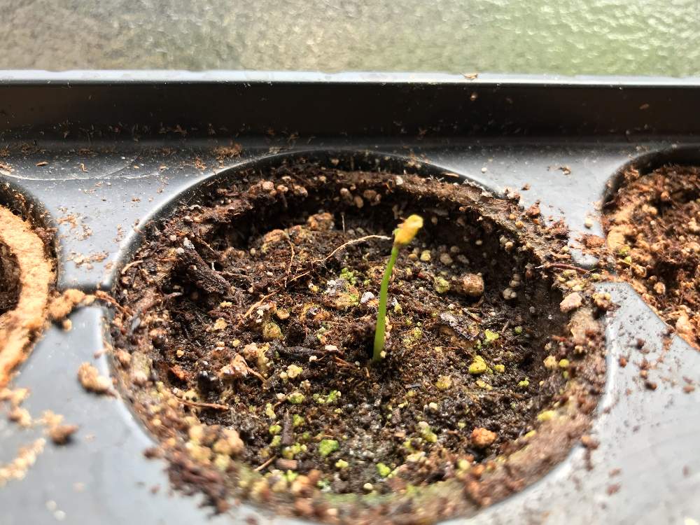 窓辺の投稿画像 By かぼすさん 熱帯果樹と果樹と温室とパッションフルーツ と発芽とスィートカラバッシュと熱帯果樹と果樹と温室とパッションフルーツ と 発芽とスィートカラバッシュ 19月8月27日 Greensnap グリーンスナップ Greensnap グリーンスナップ