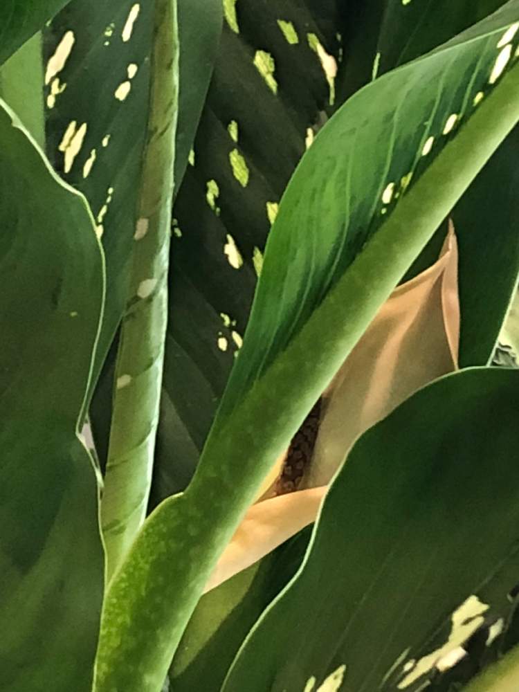 ディフェンバキア ドラゴンスケールの投稿画像 By みきばさん 観葉植物と大きな花と白い花とディフェンバキア と大きい 19月8月27日 Greensnap グリーンスナップ