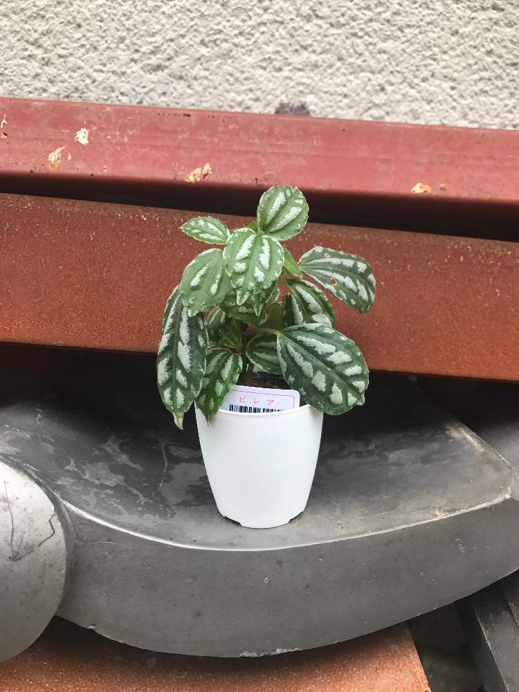 ピレアの投稿画像 By ともキングさん 観葉植物と植物のある暮らしとグリーンのある暮らしとキャンドゥ産と観葉植物のある暮らしとキャンドゥと100均 観葉植物 19月8月27日 Greensnap グリーンスナップ