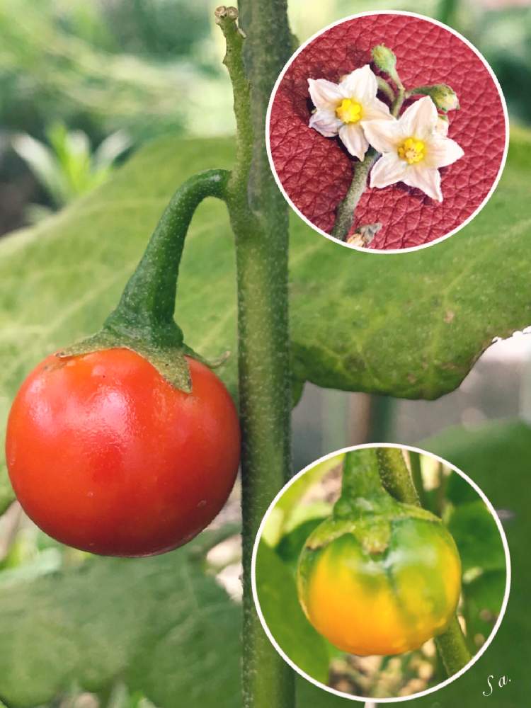 かわいい の投稿画像 By Sachieさん 赤い実 と ハナナスともう秋かなと花のある暮らしと白い花と花なす としろいはな 19月8月27日 Greensnap グリーンスナップ