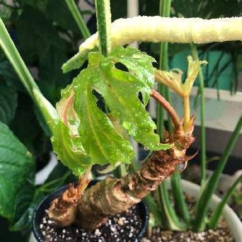 さくらベゴニア 根茎性ベゴニア クラシカウリス の投稿画像一覧 Greensnap グリーンスナップ