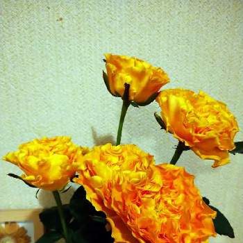 マンゴーリーバ♪の画像 by うさぎさん | 玄関と薔薇さん♪と癒し系とバラ♪とマンゴーリーバ♪と花のある暮らし