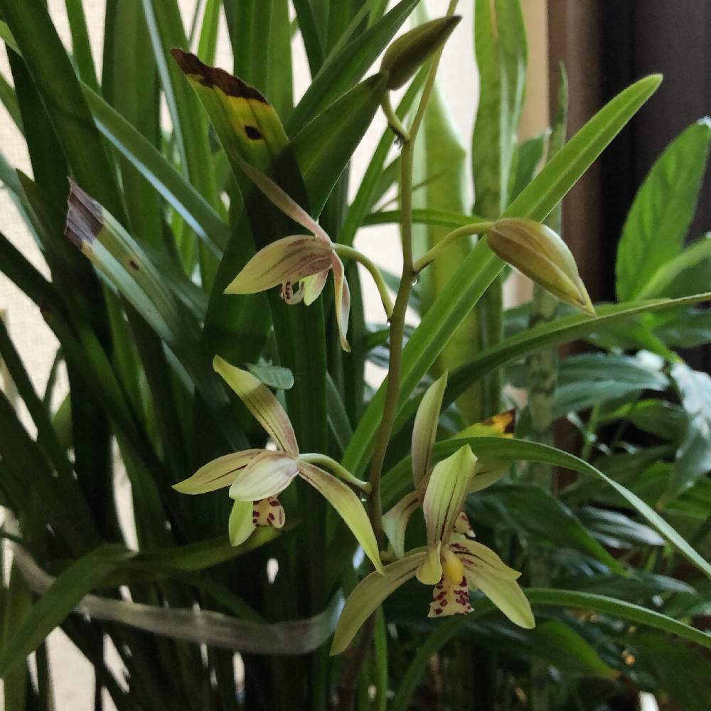 梛佩さんの投稿画像 19月8月27日 Greensnap グリーンスナップ