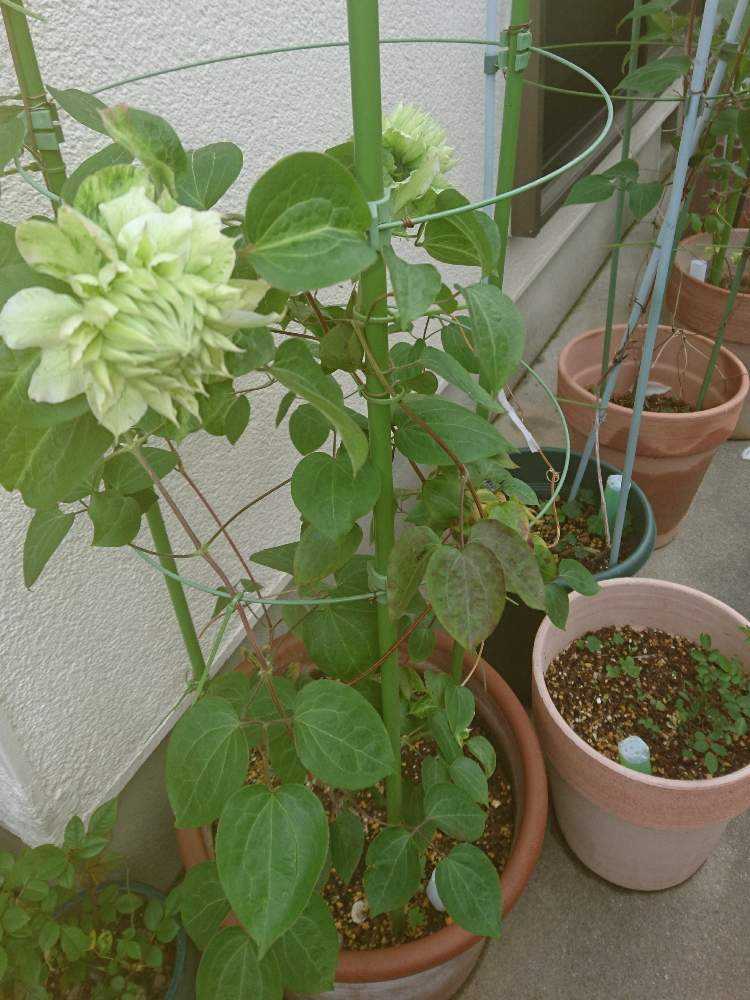 クレマチス 白万重 蕾から開花まで Greensnap グリーンスナップ