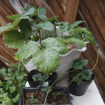 いちごのランナーの投稿画像一覧 Greensnap グリーンスナップ