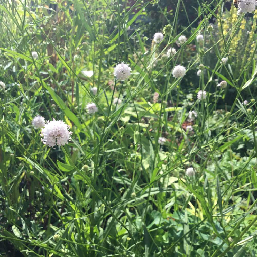 サクシセラ フロステッドパールズの投稿画像 By あおいねこさん 丸い花と秋の庭と北海道の庭と白い花と北海道と本日の庭 19月8月28日 Greensnap グリーンスナップ