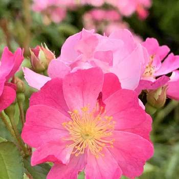 河口湖オルゴールの森美術館の投稿画像一覧 Greensnap グリーンスナップ